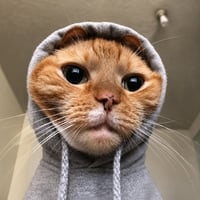 hoodcat