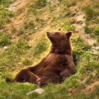 Just a Chill Bear 标识