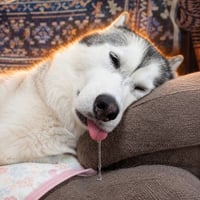 Drooling Dog logo