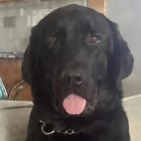 hank