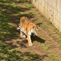 Altai the Tiger