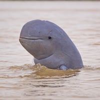 Irrawaddy dolphin