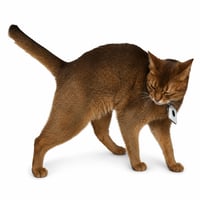 Schrödinger