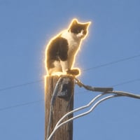 Cat on Pole