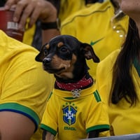 World Cup Dog