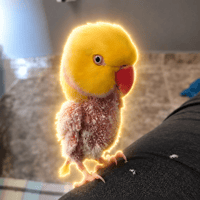 The Grieving Parrot