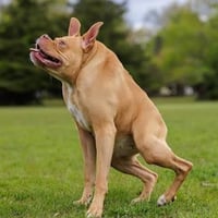 Ivy The Dog