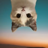 UpSide Down Cat