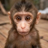 MONKEYS logo