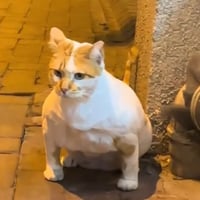 muscular cat