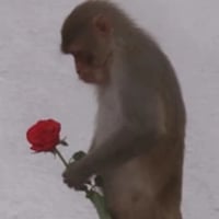 monkey