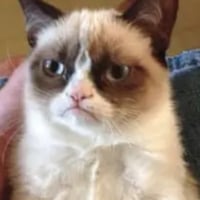 Grumpy cat logo