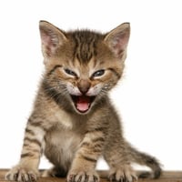 The Roaring Kitty logo