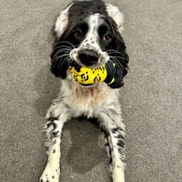 BNBDOG