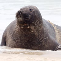 Leoncio