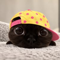 猪五花 logo