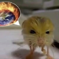 Jerboa