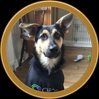 Circle Dog