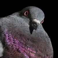NYPIGEON