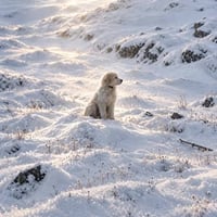 The Odyssean Dog