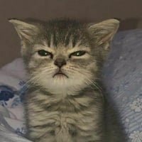 KITTEN logo