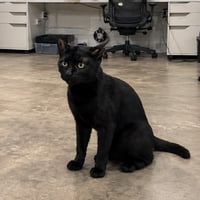 Super Intelligence Cat