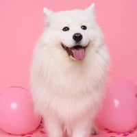 Maya The Samoyed