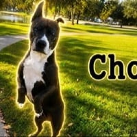 The Peptide Dog