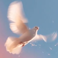 The White Dove