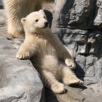 モモ太