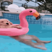 doginpool