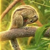 Blownut The Squirrel
