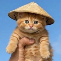 Māo
