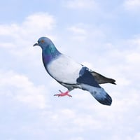 Spinning Pigeon (PIGEON)