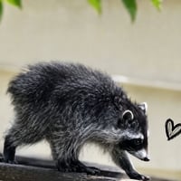 Jimothy The Raccoon