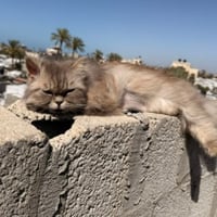 The Palestinian Cat logo
